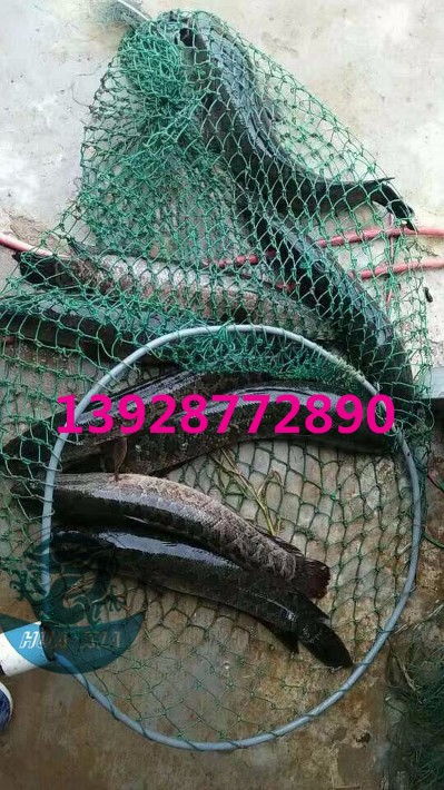 浙江烏鱧魚苗批發(fā)價格實(shí)惠，廣東華夏漁業(yè)航空助力高效運(yùn)輸